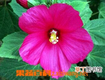 大花芙蓉葵的功效与培育