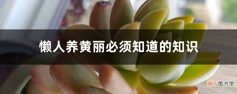 懒人养黄丽必须知道的知识