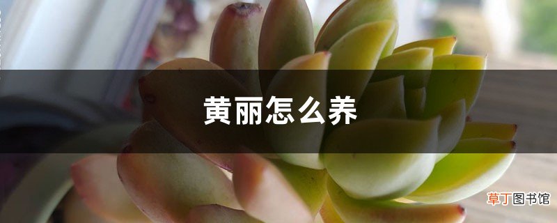 黄丽怎么养