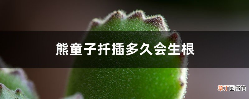 熊童子扦插多久会生根
