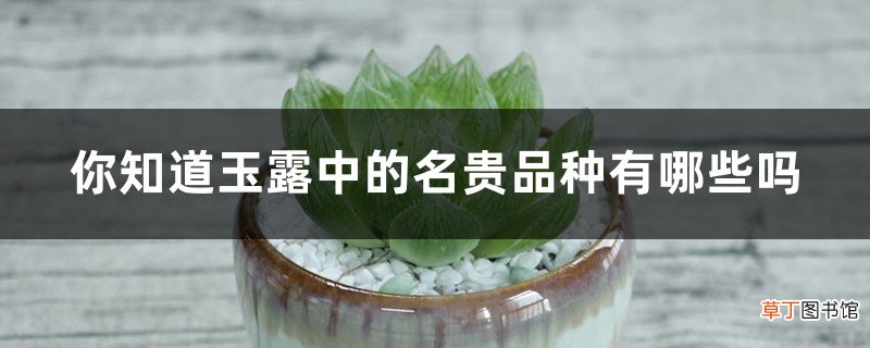 你知道玉露中的名贵品种有哪些吗