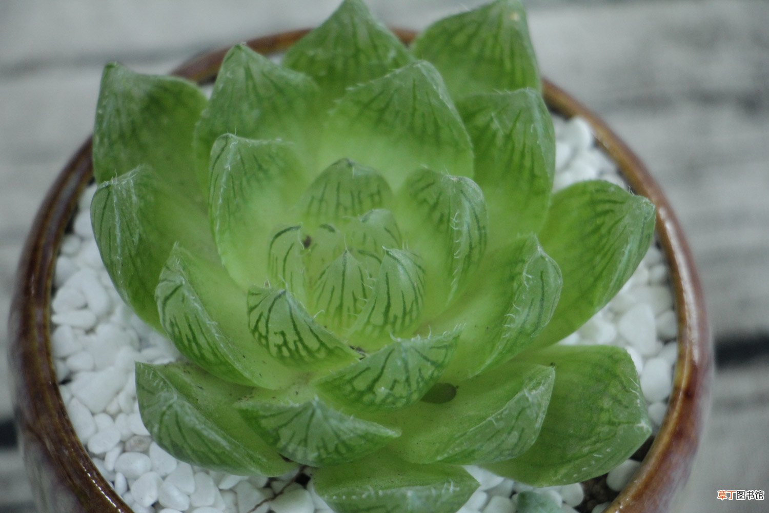玉露开花会死吗