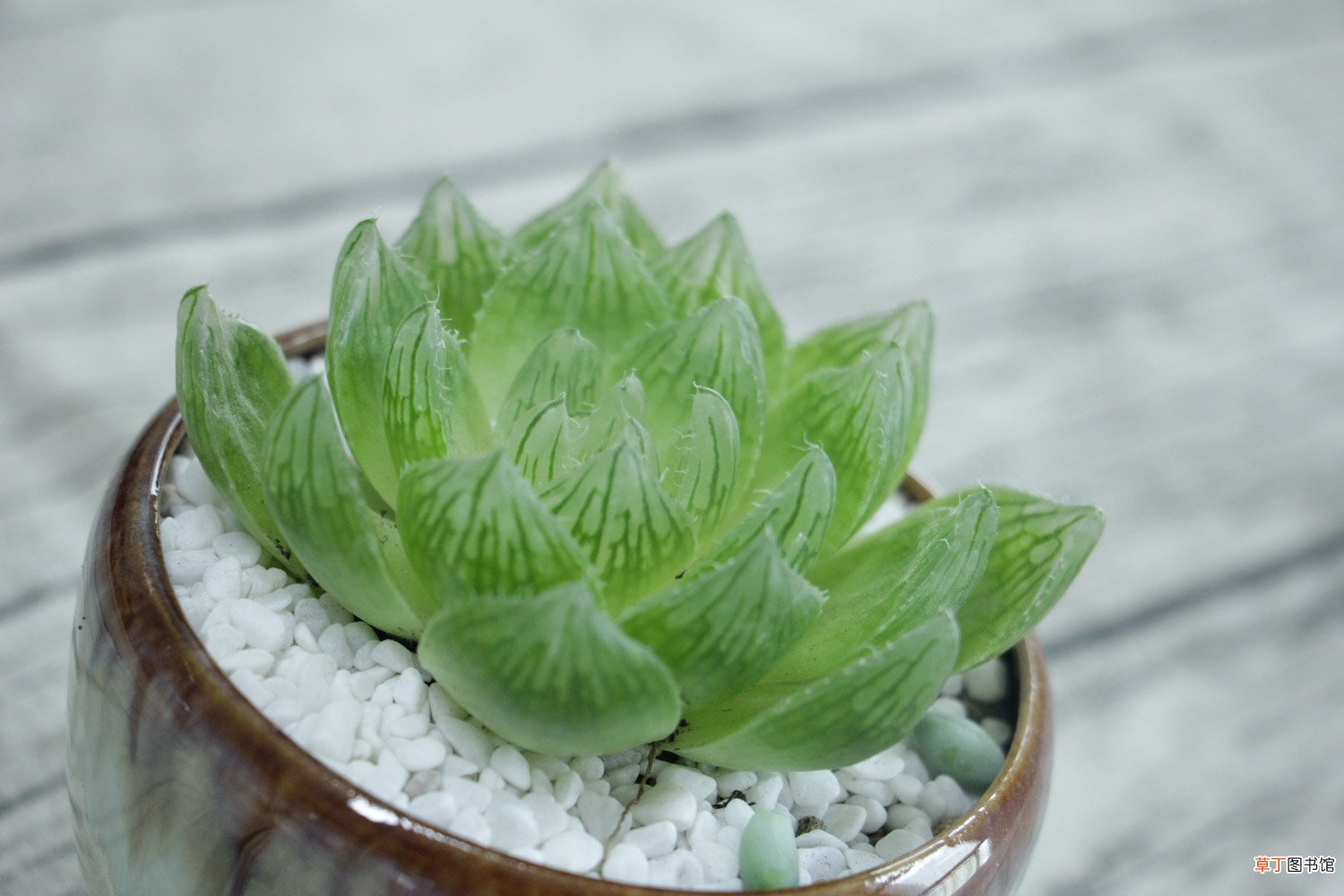 玉露有毒吗，能在家里养吗
