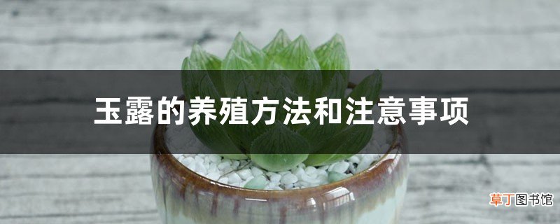 玉露的养殖方法和注意事项