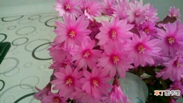 落花之舞与仙人指的区别