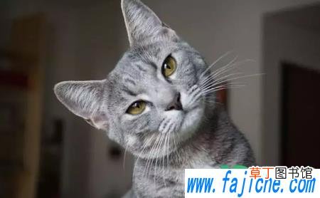 84消毒液可以杀死猫瘟病毒吗 猫瘟病毒在84消毒液可以存活多久