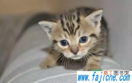 84消毒液可以杀死猫瘟病毒吗 猫瘟病毒在84消毒液可以存活多久