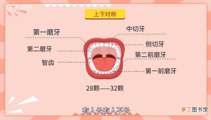 人有多少颗牙齿
