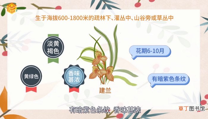 兰草的种类