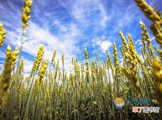 南方人立秋当天必吃的食物 南方立秋吃什么