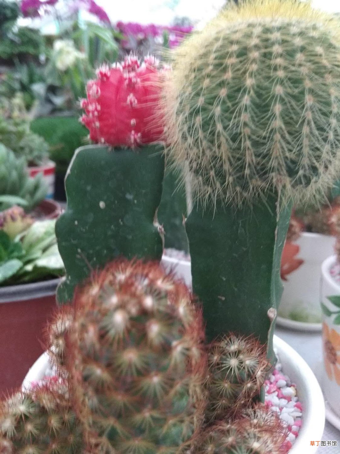 什么花代表坚强