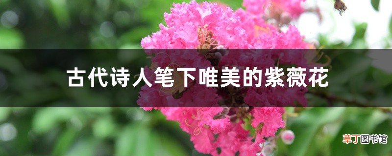 古代诗人笔下唯美的紫薇花
