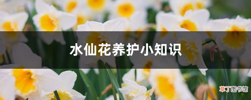 水仙花养护小知识
