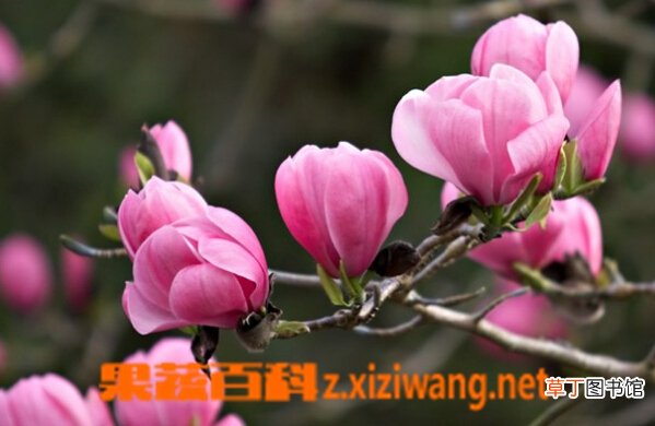 木兰花的功效与作用