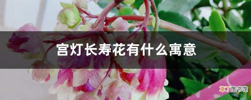宫灯长寿花有什么寓意