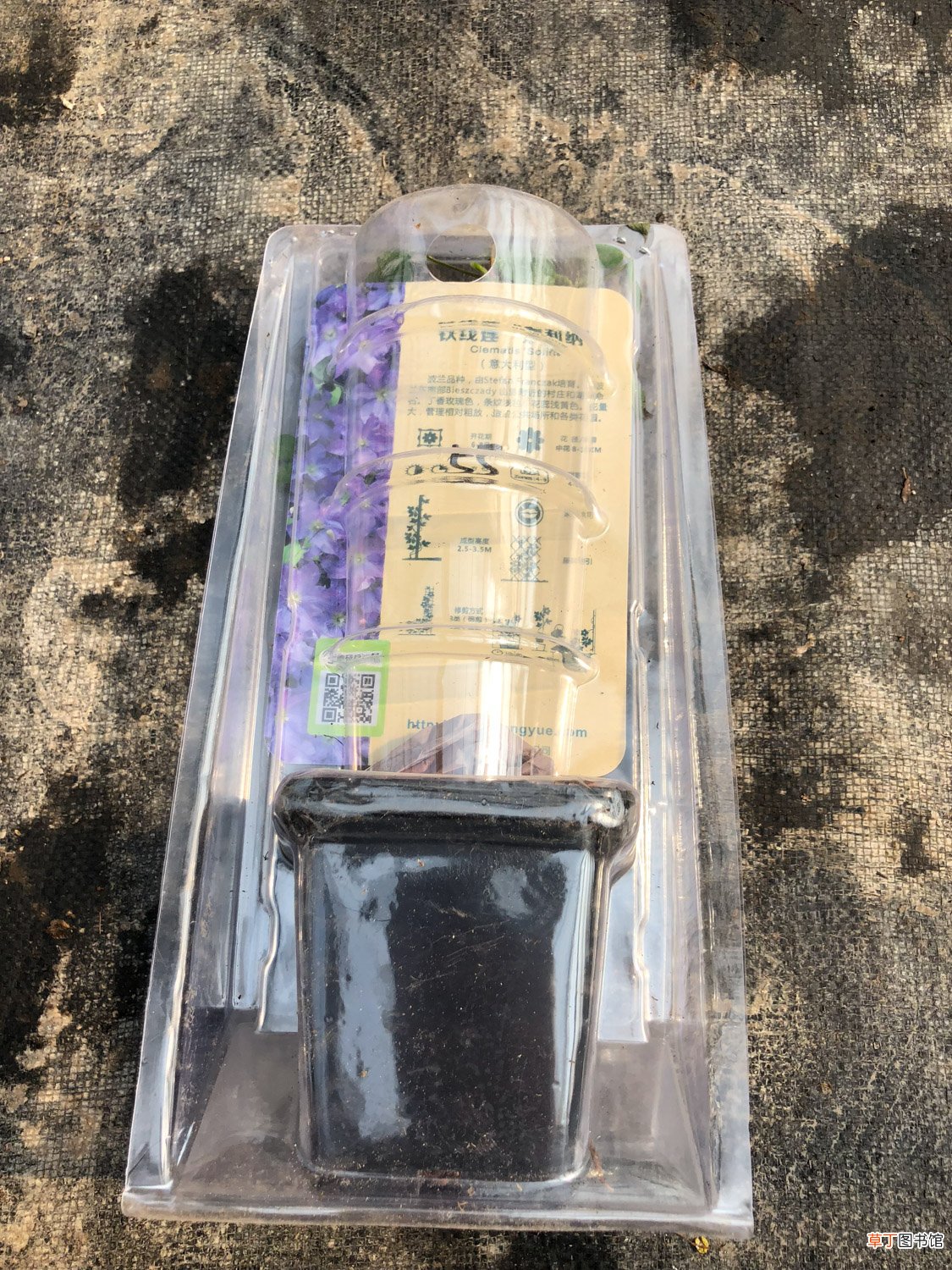 铁线莲常见品种