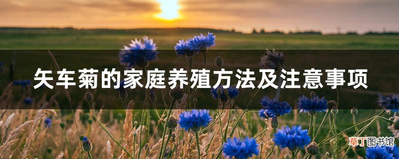 矢车菊的家庭养殖方法及注意事项