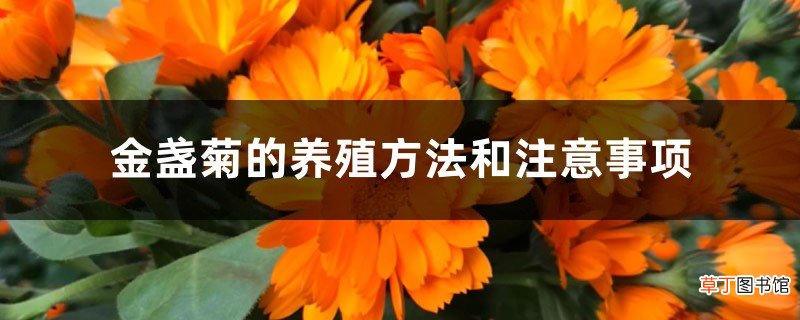 金盏菊的养殖方法和注意事项