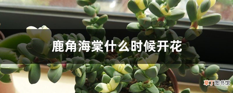 鹿角海棠什么时候开花