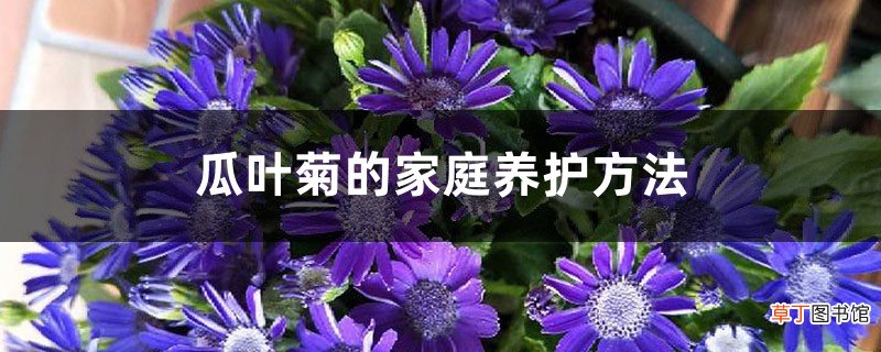 瓜叶菊的家庭养护方法