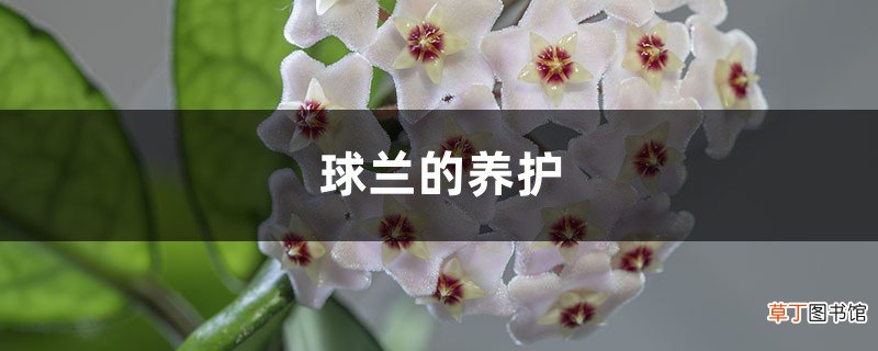 球兰的养护