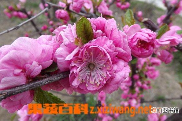 东京樱花的功效与作用