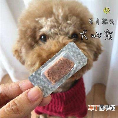驱虫一般几天能去干净 狗狗驱虫多久一次