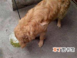 驱虫一般几天能去干净 狗狗驱虫多久一次
