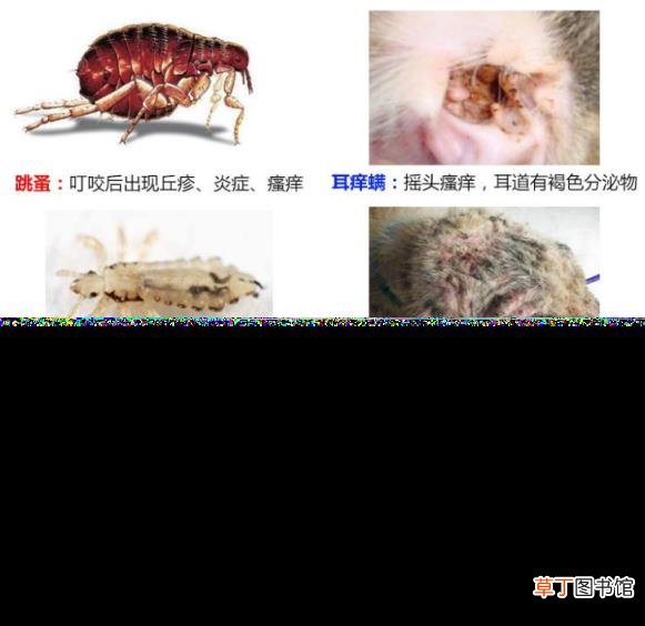 驱虫一般几天能去干净 狗狗驱虫多久一次