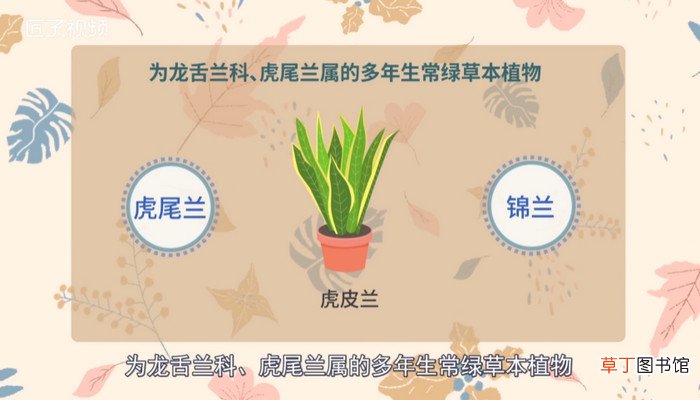 虎皮兰的作用