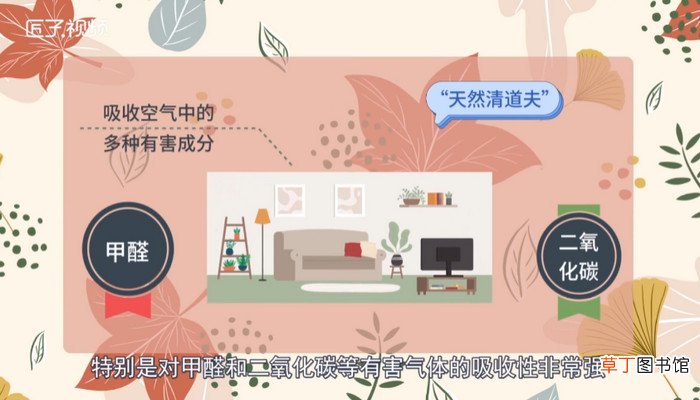 虎皮兰的作用