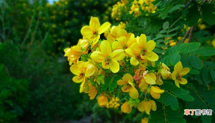 槐花的裙子是什么颜色的 槐花裙子是什么颜色的
