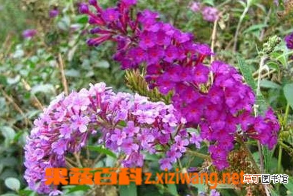 醉鱼草的功效与作用