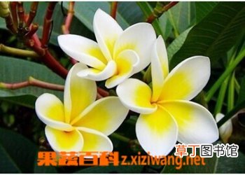 鸡蛋花的几大功效介绍