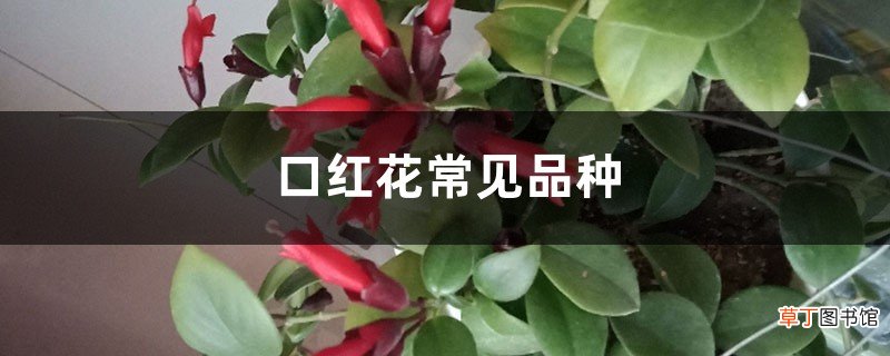 口红花常见品种