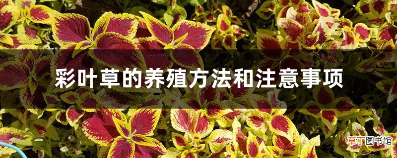 彩叶草的养殖方法和注意事项