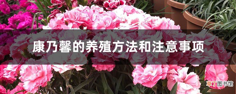 康乃馨的养殖方法和注意事项
