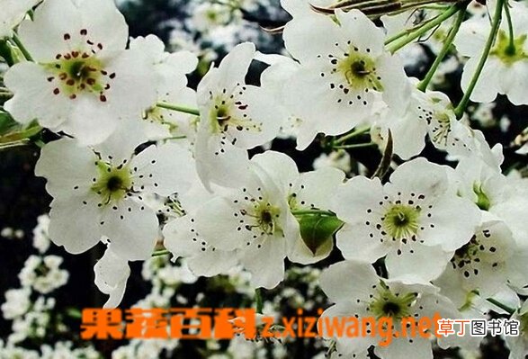 梨花的功效与作用