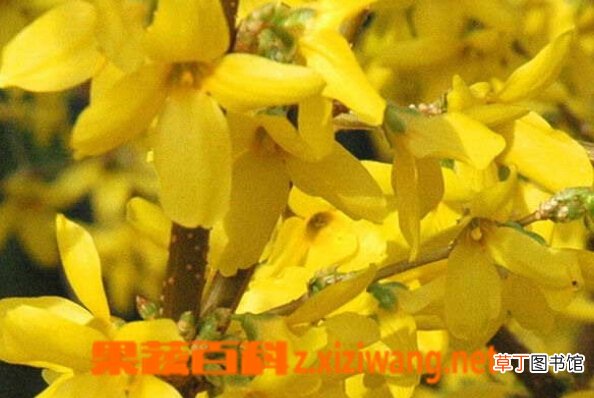 金钟花的功效与作用