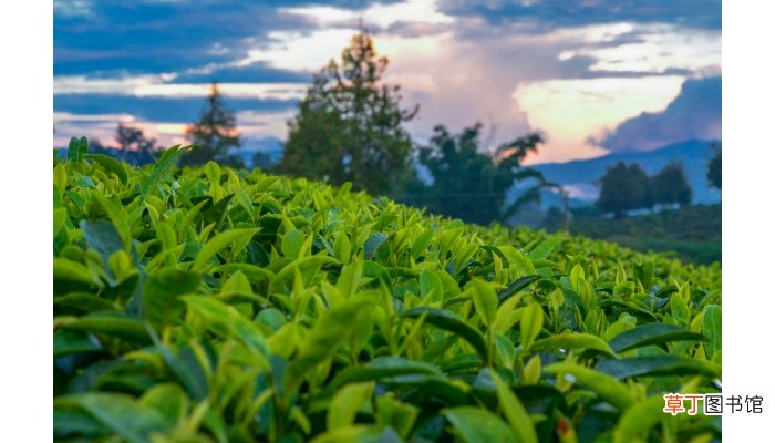 花毛峰茶的功效和作用