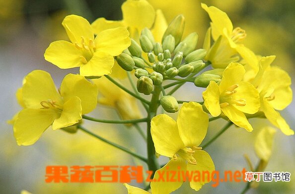 油菜花的功效与作用