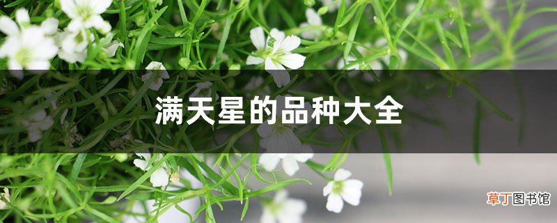 满天星的品种大全