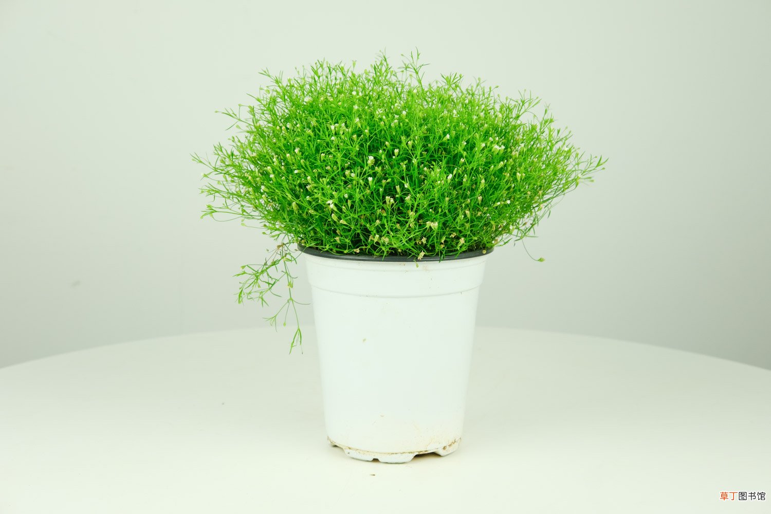 满天星的品种大全