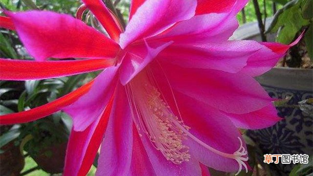 令箭荷花与昙花有什么区别