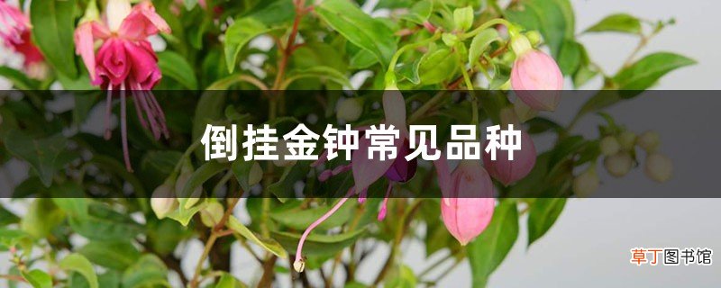 倒挂金钟常见品种