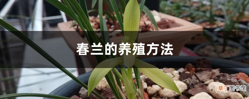 春兰的养殖方法