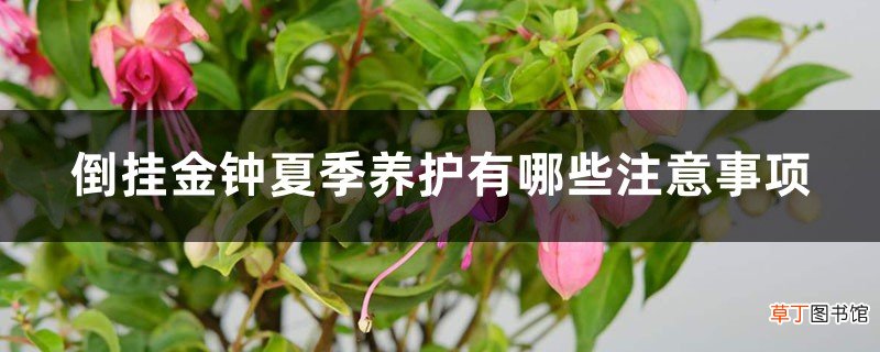 倒挂金钟夏季养护有哪些注意事项