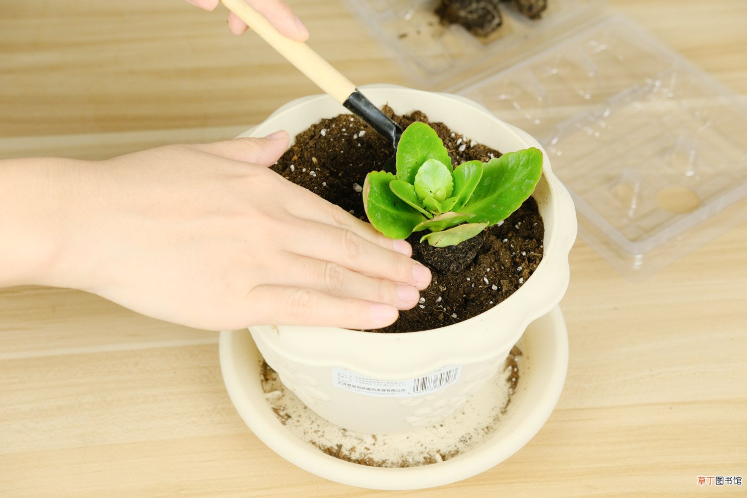 长寿花有多少品种