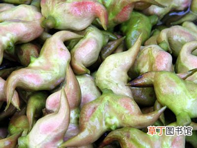 菱角的功效与作用