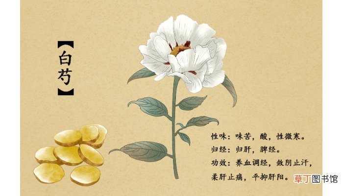 三白茶的功效和作用